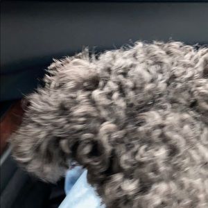 Meet your Posher, Jing